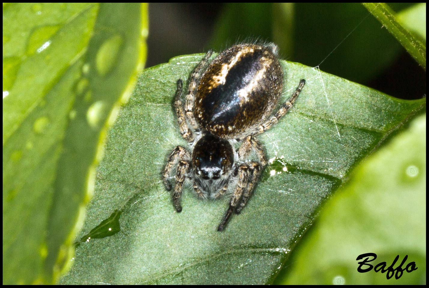 Philaeus chrysops - Monrupino (TS)